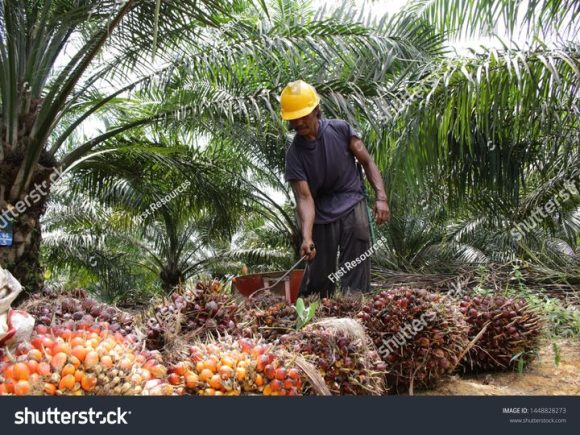 The Role of Land Development in Transforming Agricultural Productivity