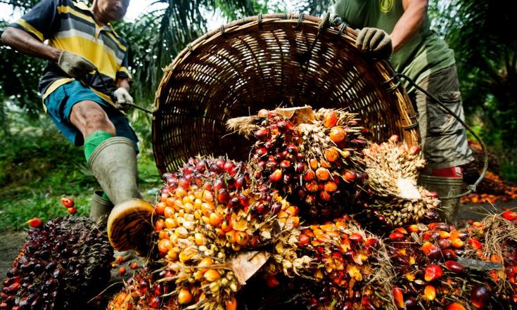 From Farm to Market: Simplifying the Agricultural Supply Chain