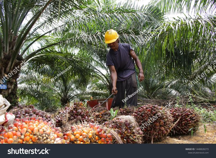 The Role of Land Development in Transforming Agricultural Productivity