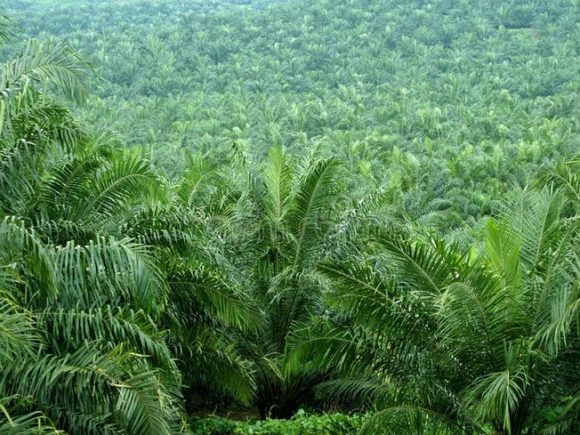 Turning Land into Wealth